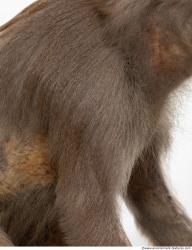 Photo Textures of Monkey Fur